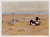 Archibald Thorburn Wall Art - Oyster Catchers Terns and Ringed Plovers